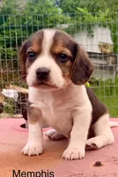 Memphis, a male Beagle for sale in Marshall, AR – 1 of 2