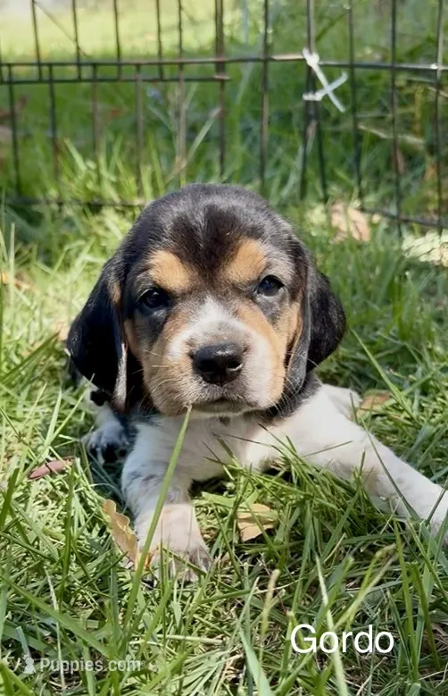 Gordo – Beagle puppy for sale in Marshall, AR