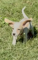 Cherry, a female Beagle for sale in Marshall, AR – 7 of 7