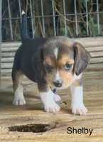 Shelby, a female Beagle for sale in Marshall, AR – 2 of 4