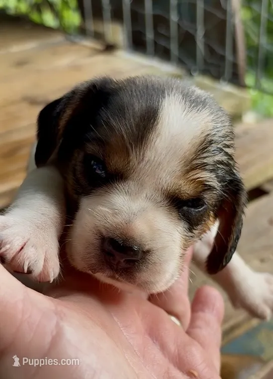 Peanut – Beagle puppy for sale in Marshall, AR