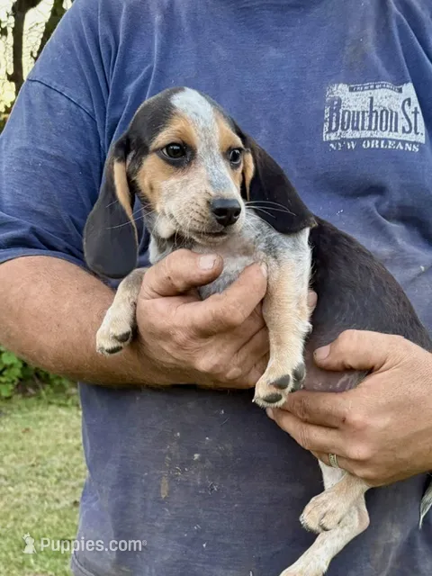 Baby Gorgeous – Beagle puppy for sale in Marshall, AR