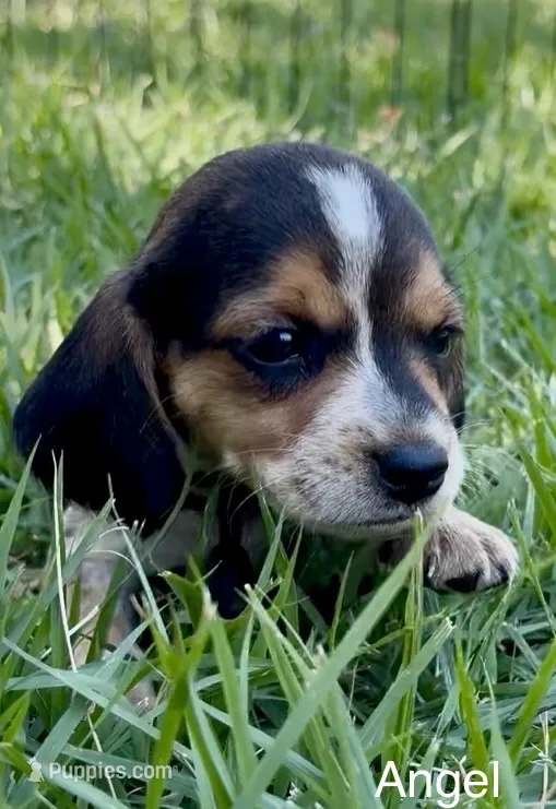 Angel – Beagle puppy for sale in Marshall, AR