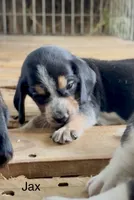 Jax, a male Beagle for sale in Marshall, AR – 3 of 4