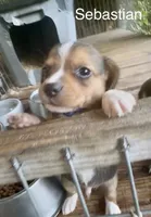 Sebastian, a male Beagle for sale in Marshall, AR – 2 of 5