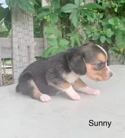 Sunny, a female Beagle for sale in Marshall, AR – 2 of 2