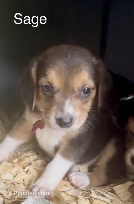 Sage – Beagle puppy for sale in Marshall, AR