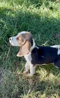 Henry, a male Beagle for sale in Marshall, AR – 3 of 4