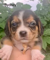Sydney, a female Beagle for sale in Marshall, AR – 1 of 2