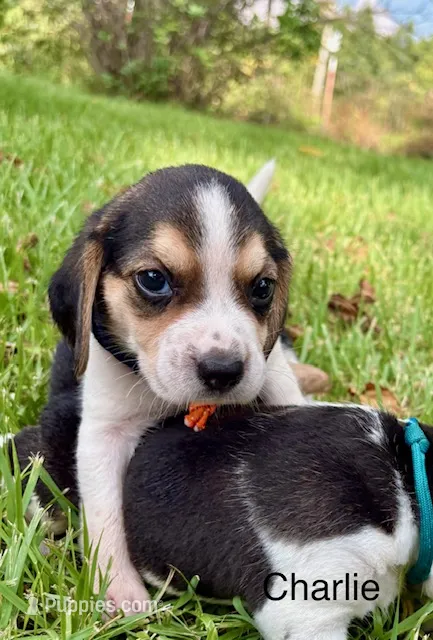 Charlie – Beagle puppy for sale in Marshall, AR