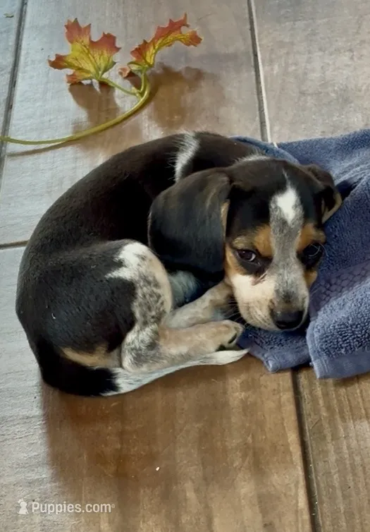 Baby Gorgeous – Beagle puppy for sale in Marshall, AR