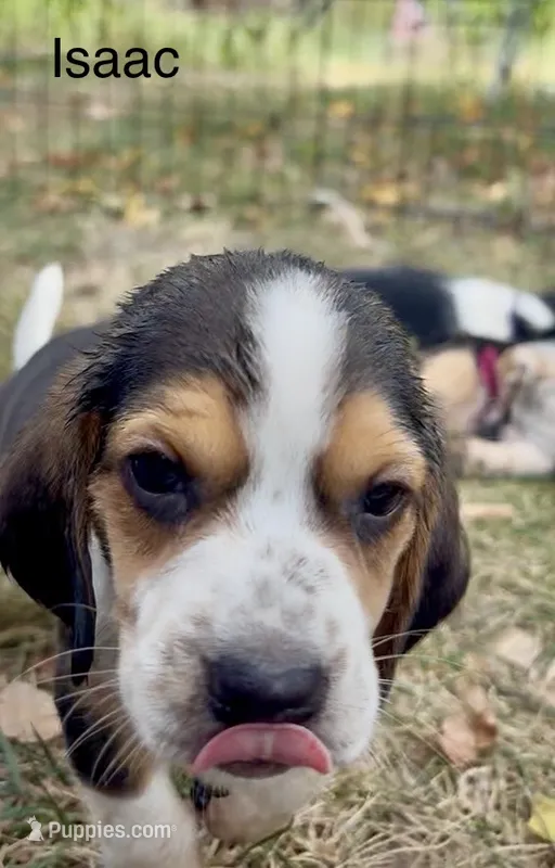 Isaac – Beagle puppy for sale in Marshall, AR
