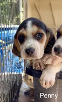 Penny, a female Beagle for sale in Marshall, AR – 3 of 8