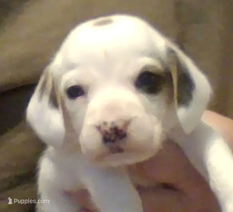 Leo – Beagle puppy for sale in Marshall, AR