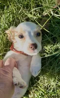 Cherry, a female Beagle for sale in Marshall, AR – 6 of 7