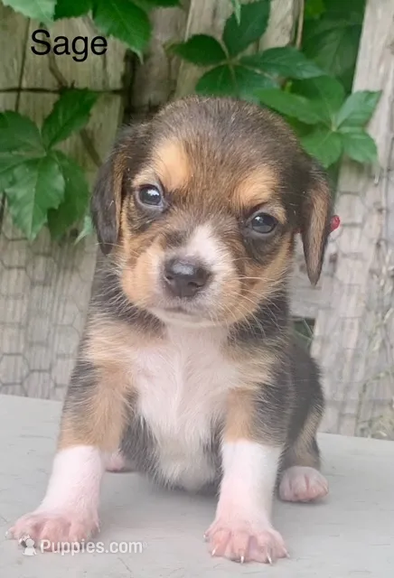 Sage – Beagle puppy for sale in Marshall, AR