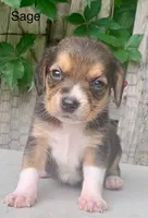 Sage, a female Beagle for sale in Marshall, AR – 1 of 2