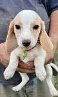 Cherry, a female Beagle for sale in Marshall, AR – 2 of 7