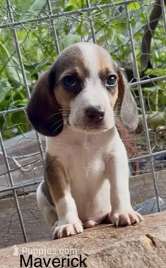 Maverick – Beagle puppy for sale in Marshall, AR