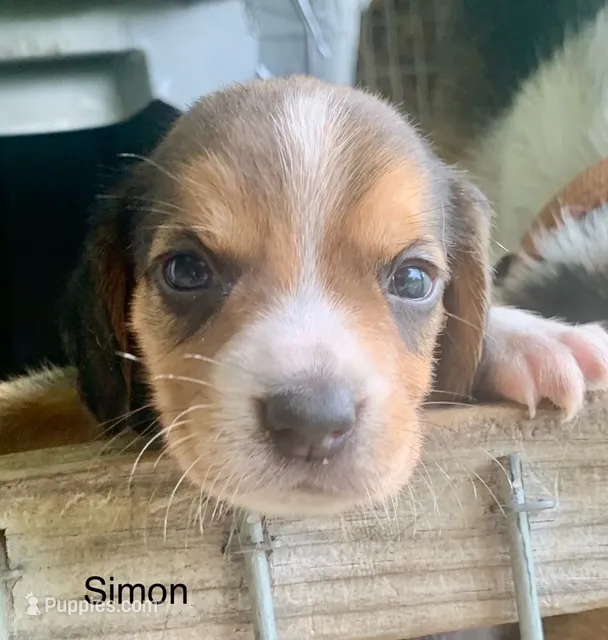 Simon – Beagle puppy for sale in Marshall, AR