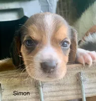 Simon, a male Beagle for sale in Marshall, AR – 1 of 2
