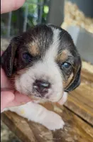Coco, a female Beagle for sale in Marshall, AR – 2 of 2