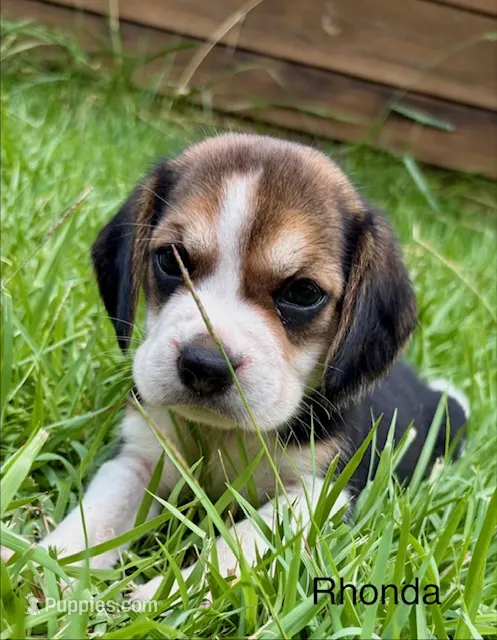 Rhonda – Beagle puppy for sale in Marshall, AR