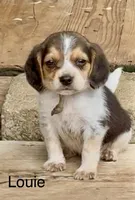 Louie, a male Beagle for sale in Marshall, AR – 3 of 5