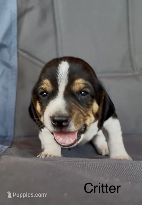 Critter – Beagle puppy for sale in Marshall, AR
