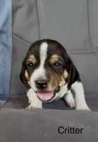 Critter, a male Beagle for sale in Marshall, AR – 1 of 2