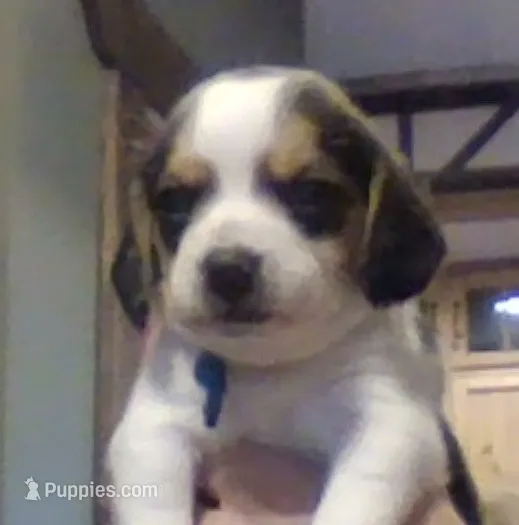 Lenny – Beagle puppy for sale in Marshall, AR