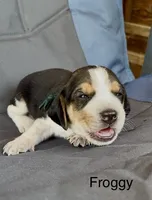 Froggy, a male Beagle for sale in Marshall, AR – 2 of 2