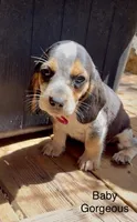Baby Gorgeous, a female Beagle for sale in Marshall, AR – 5 of 6