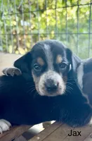 Jax, a male Beagle for sale in Marshall, AR – 2 of 4