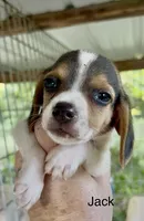 Jack, a male Beagle for sale in Marshall, AR – 1 of 3