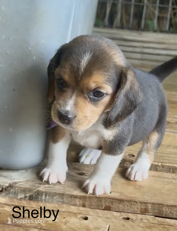 Shelby – Beagle puppy for sale in Marshall, AR