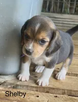 Shelby, a female Beagle for sale in Marshall, AR – 1 of 4