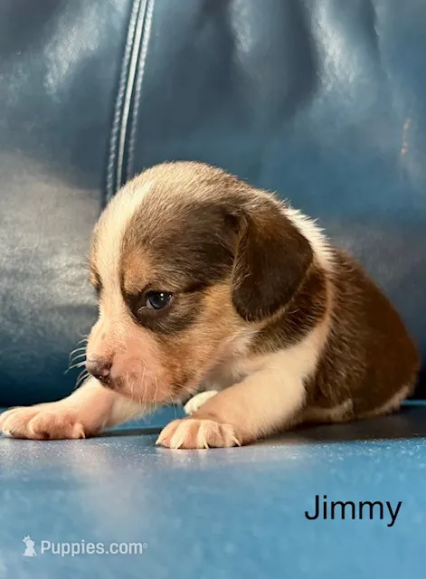 Jimmy – Beagle puppy for sale in Marshall, AR