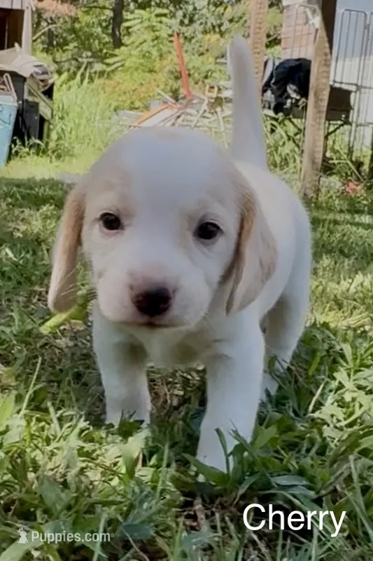 Cherry – Beagle puppy for sale in Marshall, AR