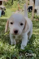 Cherry, a female Beagle for sale in Marshall, AR – 1 of 3