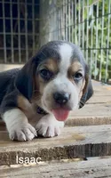 Isaac, a male Beagle for sale in Marshall, AR – 1 of 2