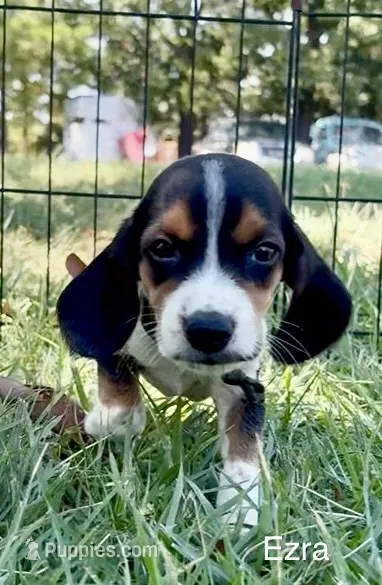 Ezra – Beagle puppy for sale in Marshall, AR