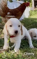 Cherry, a female Beagle for sale in Marshall, AR – 2 of 3