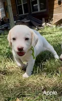 Apple, a male Beagle for sale in Marshall, AR – 2 of 3