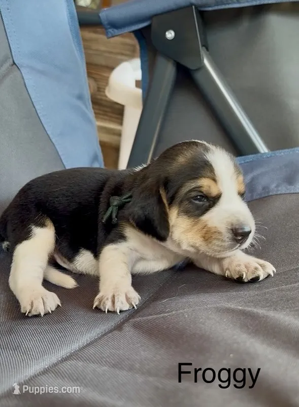 Froggy – Beagle puppy for sale in Marshall, AR