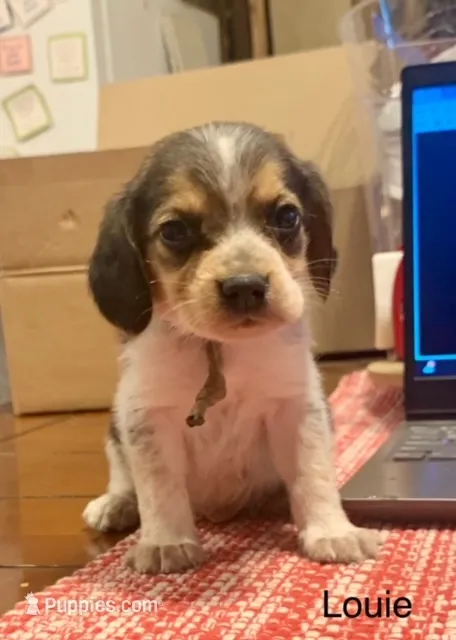 Louie – Beagle puppy for sale in Marshall, AR