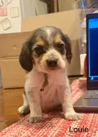 Louie, a male Beagle for sale in Marshall, AR – 4 of 5