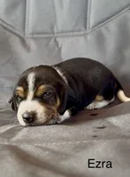 Ezra, a male Beagle for sale in Marshall, AR – 2 of 2