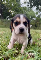 Penny, a female Beagle for sale in Marshall, AR – 6 of 8