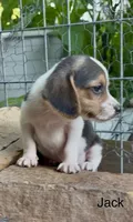 Jack, a male Beagle for sale in Marshall, AR – 2 of 3